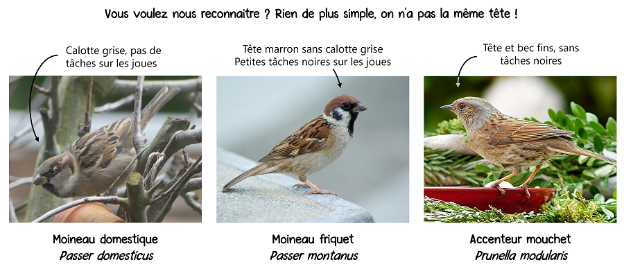 reconnaitre moineau