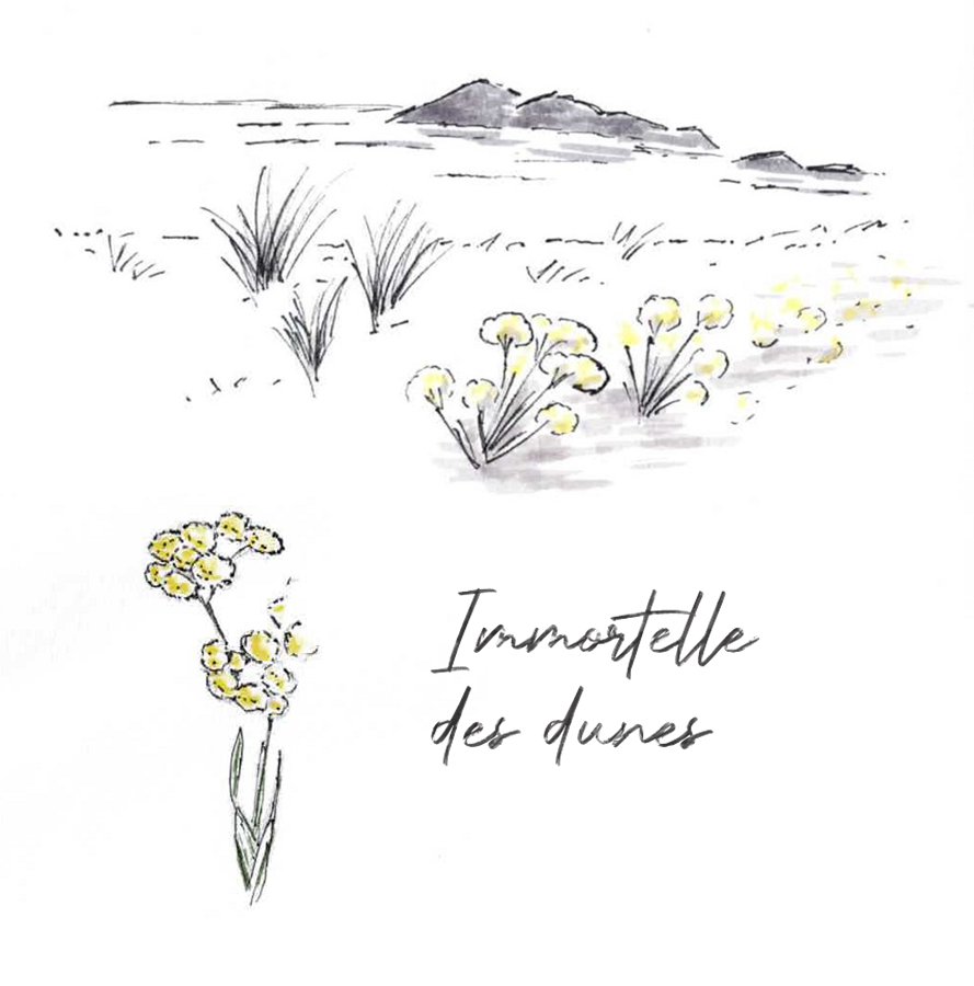 Immortelle des dunes illustration