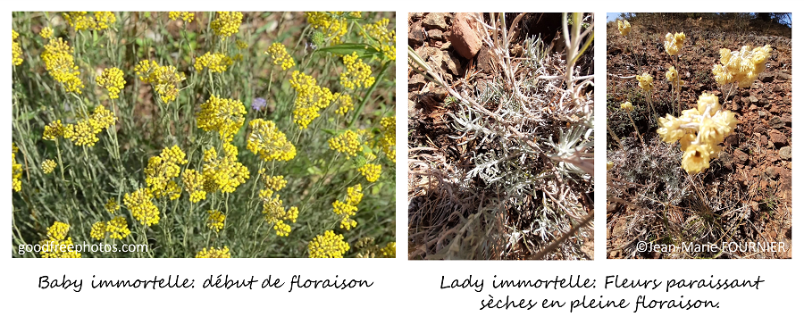 floraison immortelle des dunes