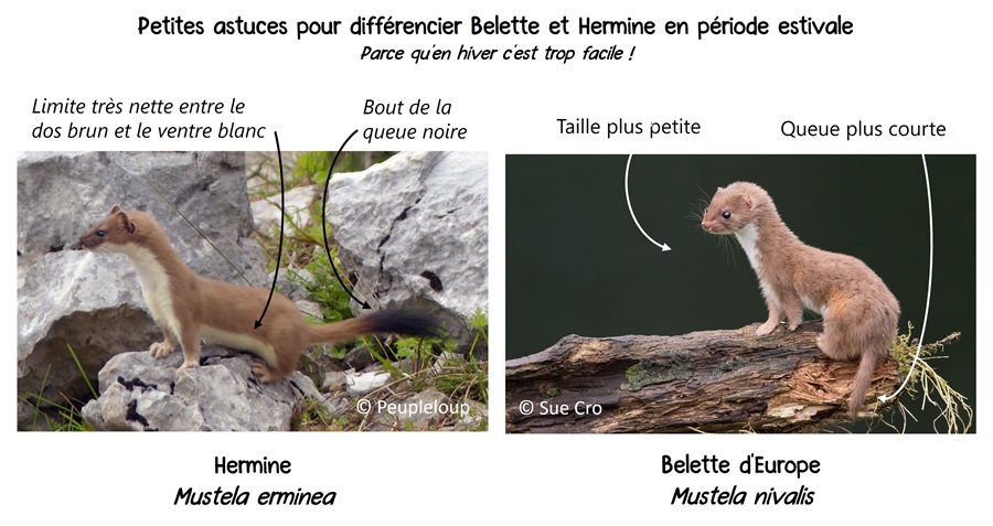 Difference_Belette_Hermine