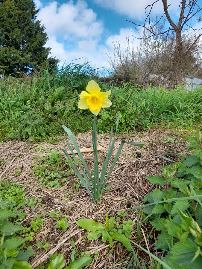 Narcissus pseudonarcissus