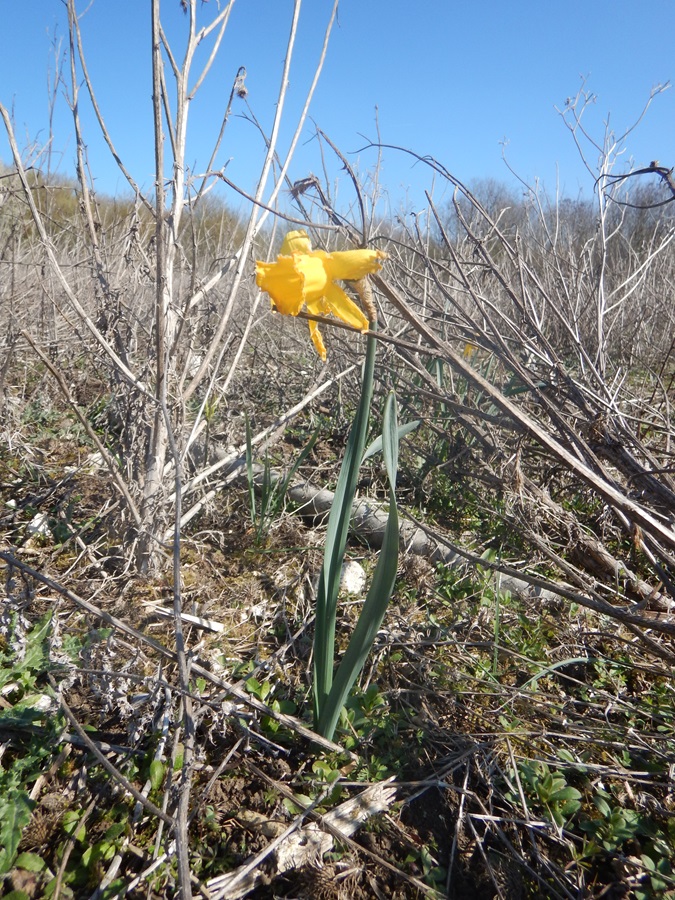 Narcissus pseudonarcissus