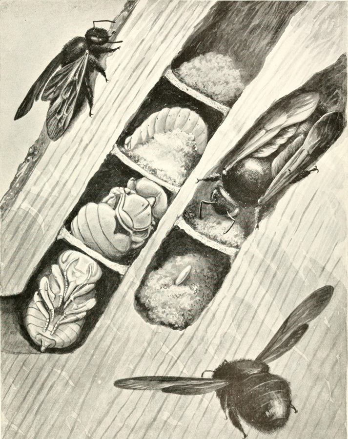 Marvels_of_insect_life;_a_popular_account_of_structure_and_habit_(1916)