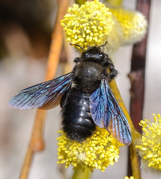 Xylocopa violacea_Jurgen Mangelsdorf