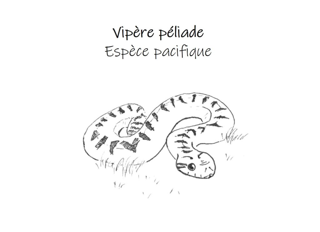 vipere péliade dessin