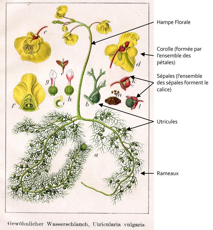 Planche botanique utriculaire