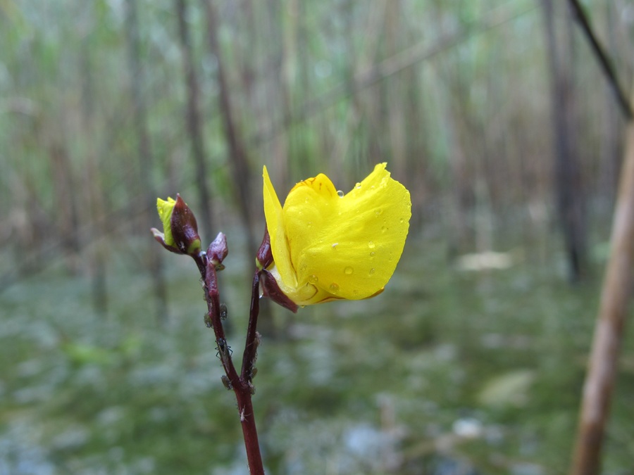 Utriculaire commune - Hugues Tinguy _ Tela Botanica-web