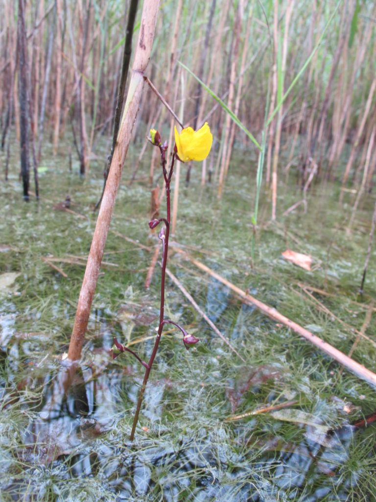 Utriculaire commune - Hugues Tinguy _ Tela Botanica