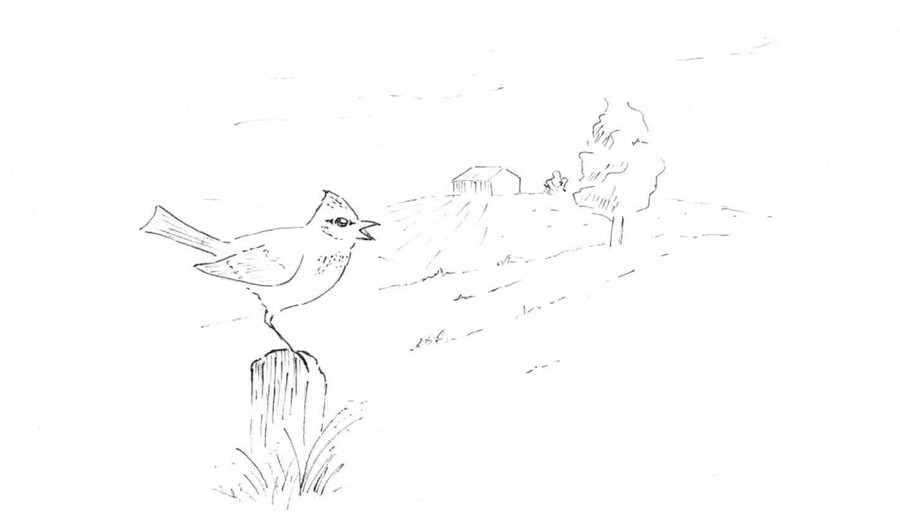 alouette des champs dessin