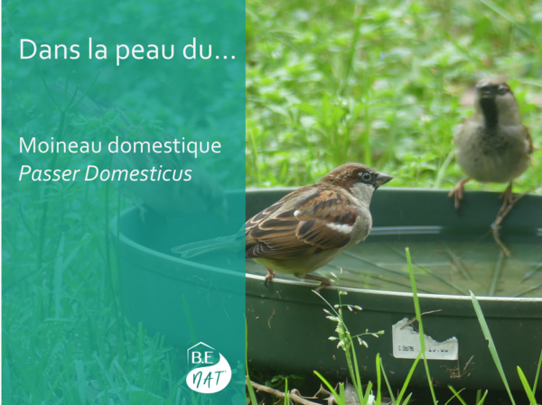 Moineau domestique - Passer domesticus