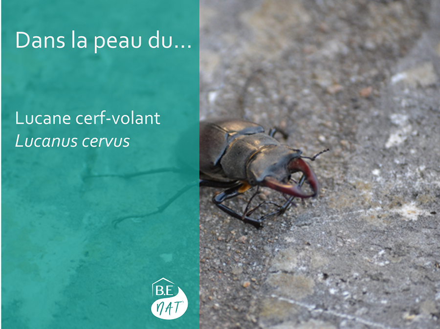 Lucane cerf-volant, article BE Nat