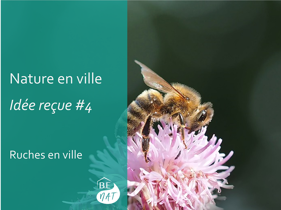 Nature en ville_ruches