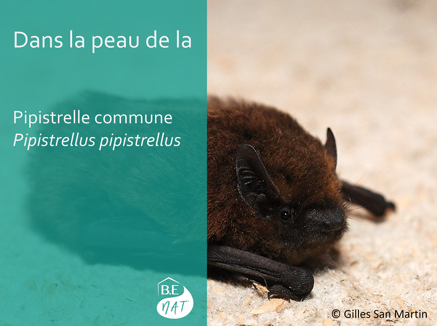 Pipistrelle commune Gilles San Martin