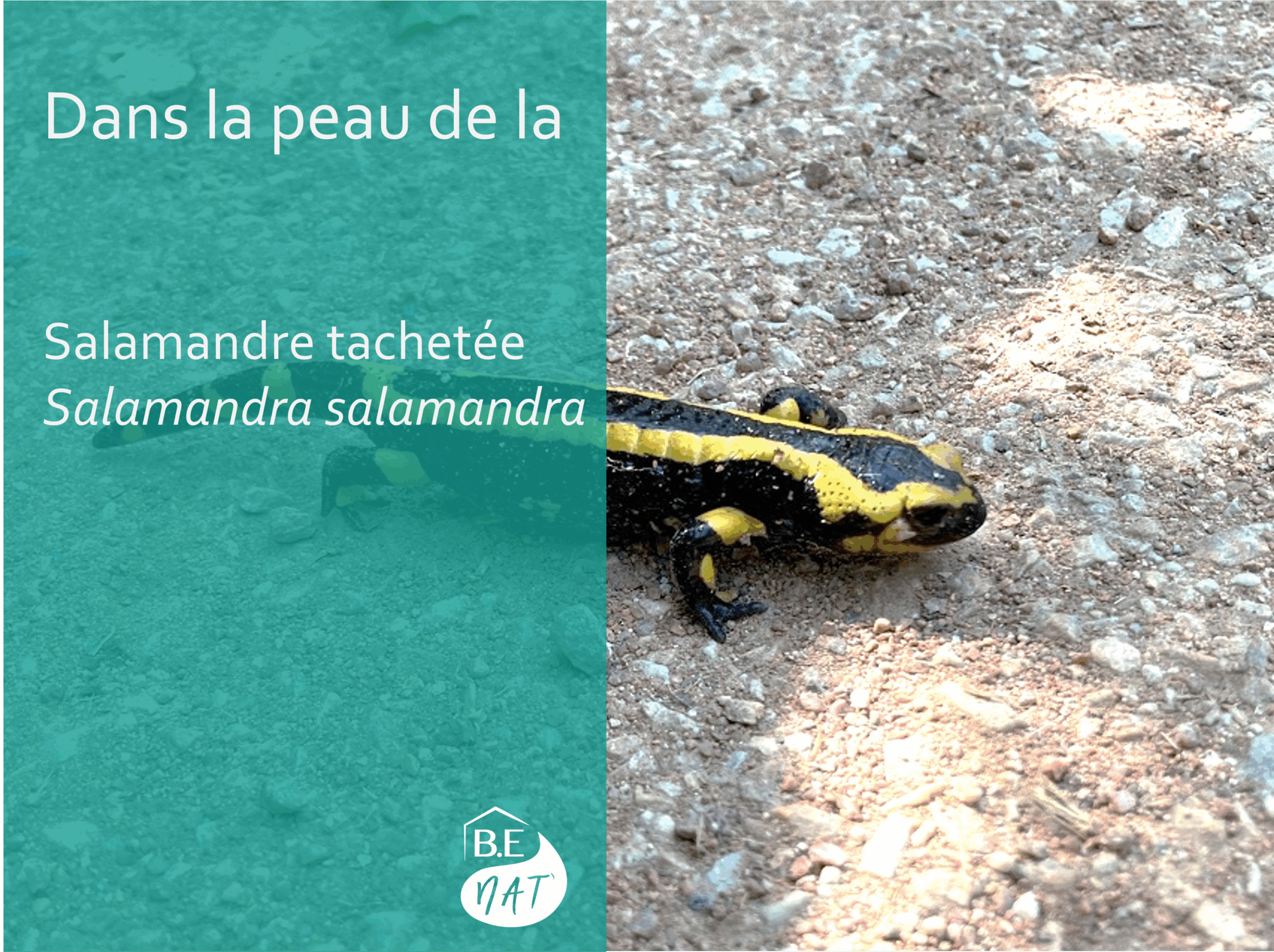 Salamandre_tachetee_BENat