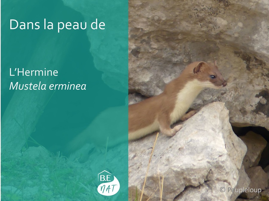 Hermine_Peupleloup-flirck