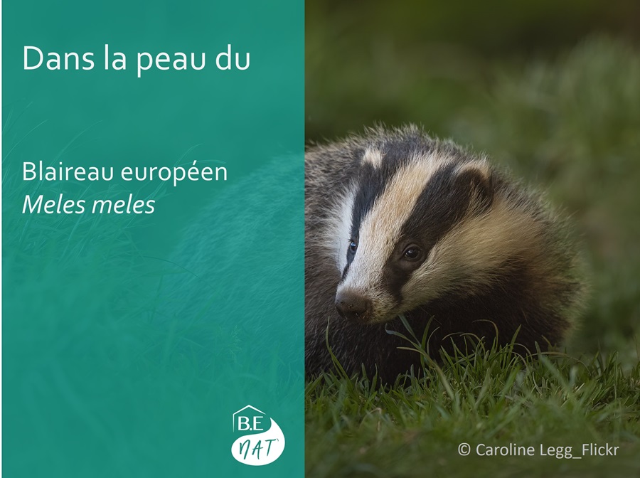 Blaireau_Caroline-Legg