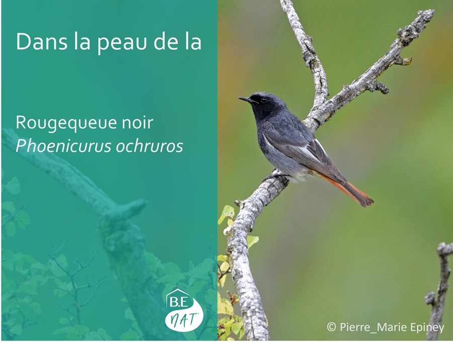 Rougequeue_noir_flickr Pierre_Marie Epiney