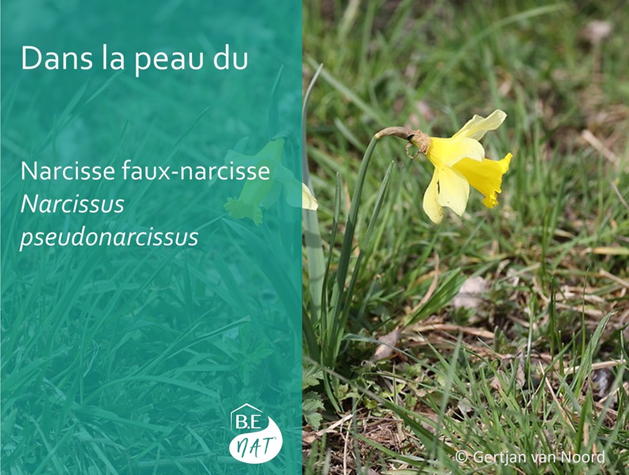 Narcisse_Gertjan van Noord