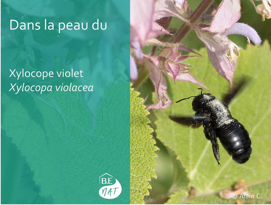 abeille_charpentiere