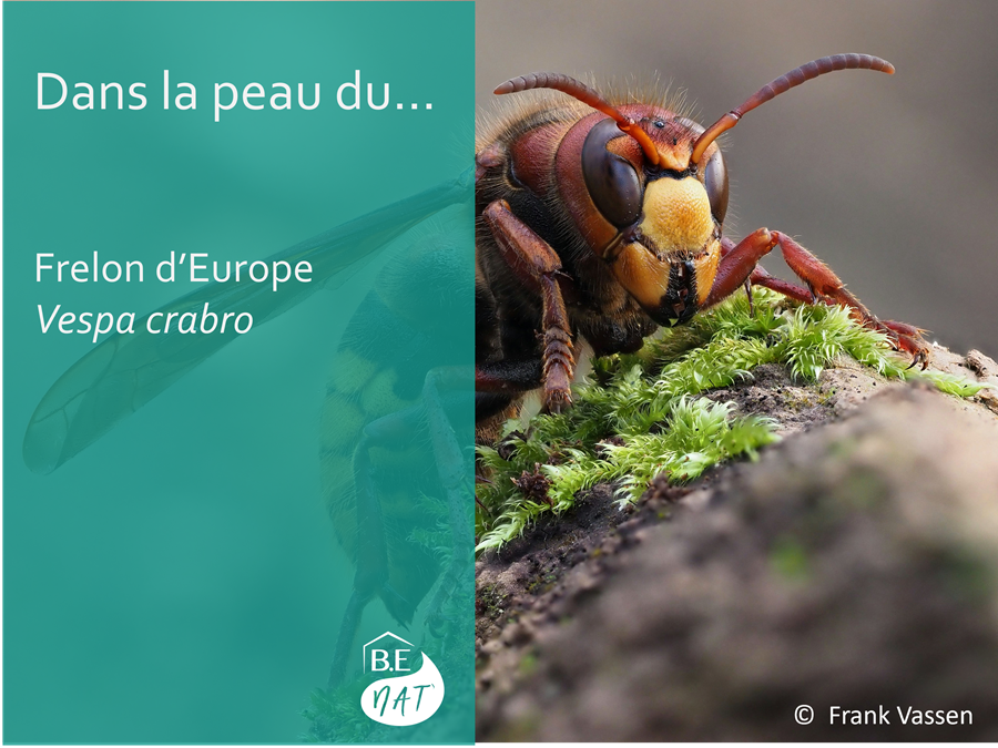 Frelon europeen_Frank Vassen