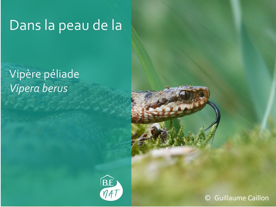 Vipere-peliade_Guilllaume Caillon