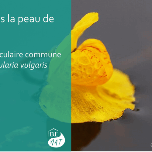 encart Utriculaire commune