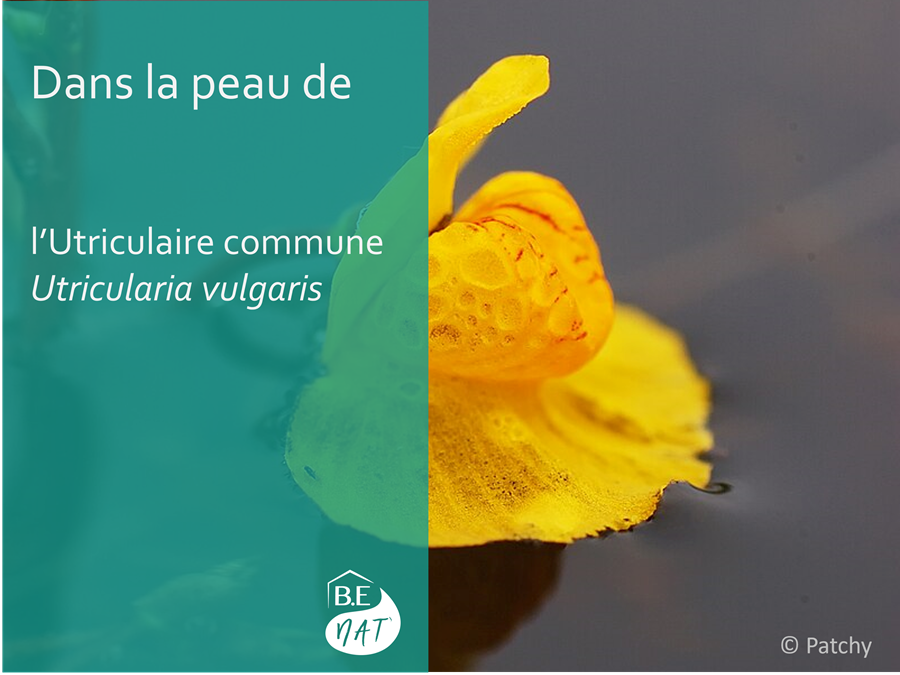 encart Utriculaire commune