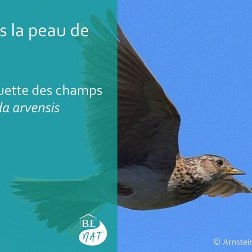 Encart alouette des champs