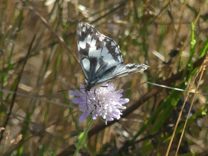 Demi Deuil _ Melanargia galathea