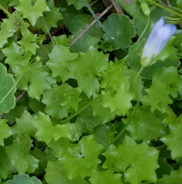 Feuilles de Campanille à feuilles de lierre