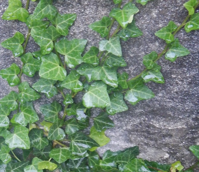 Feuille de Lierre