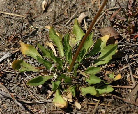 Wahlenbergia androsacea