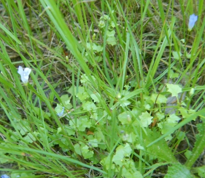 Wahlenbergie - Wahlenbergia hederacea