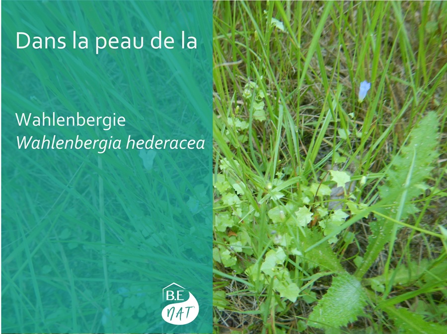 encart BENat_Wahlenbergia_hederacea