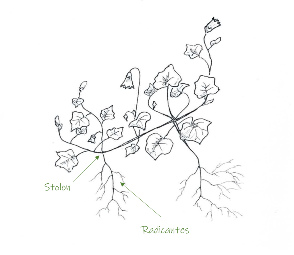 illustration Wahlenbergie