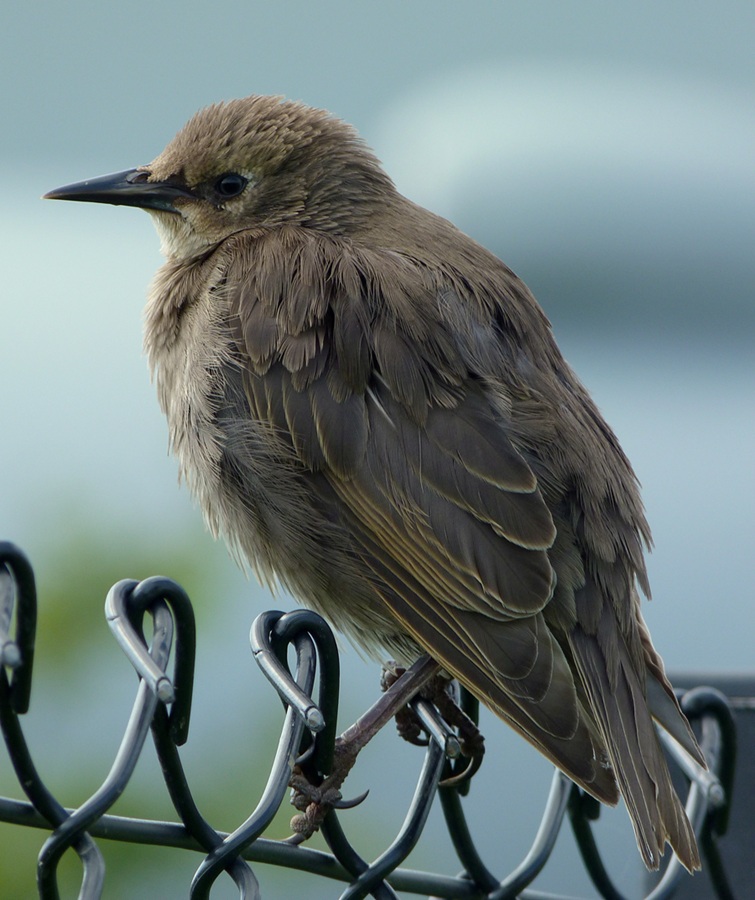 Etourneau juvénile_Craig Sunter