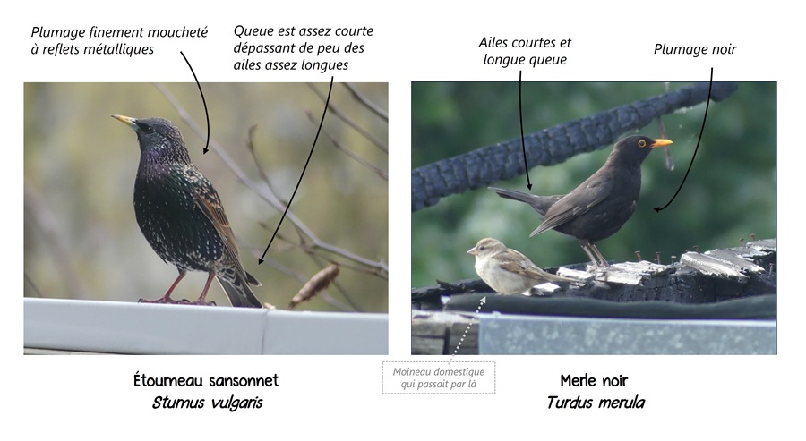 Illustration différences Etourneau-Merle