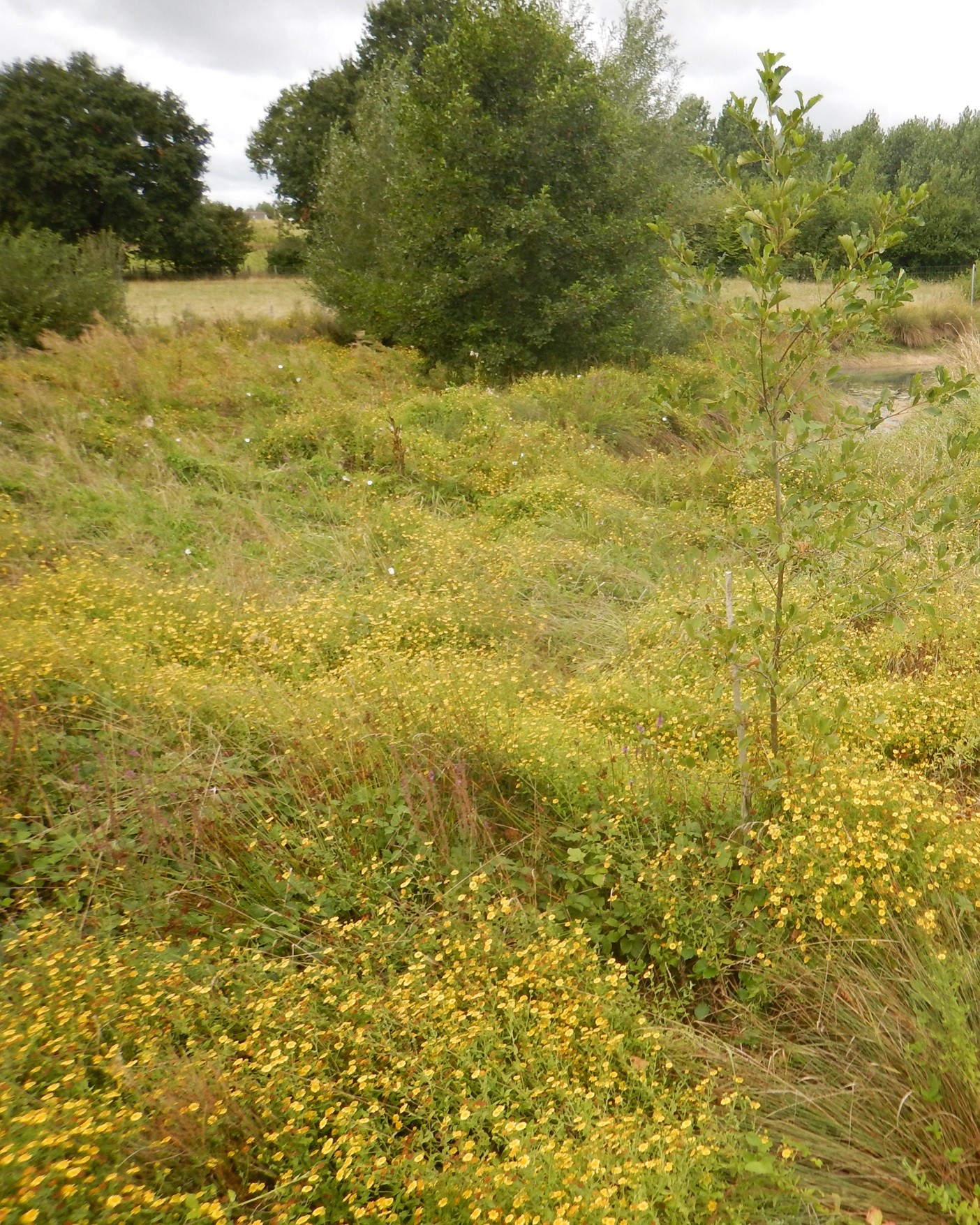 Prairies humides de transition à hautes herbes