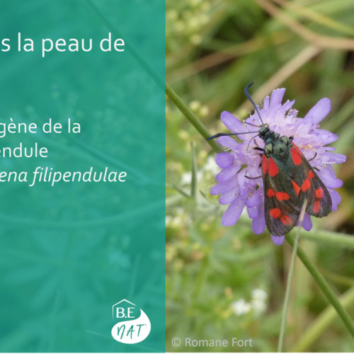 Encart Zygène de la Filipendule