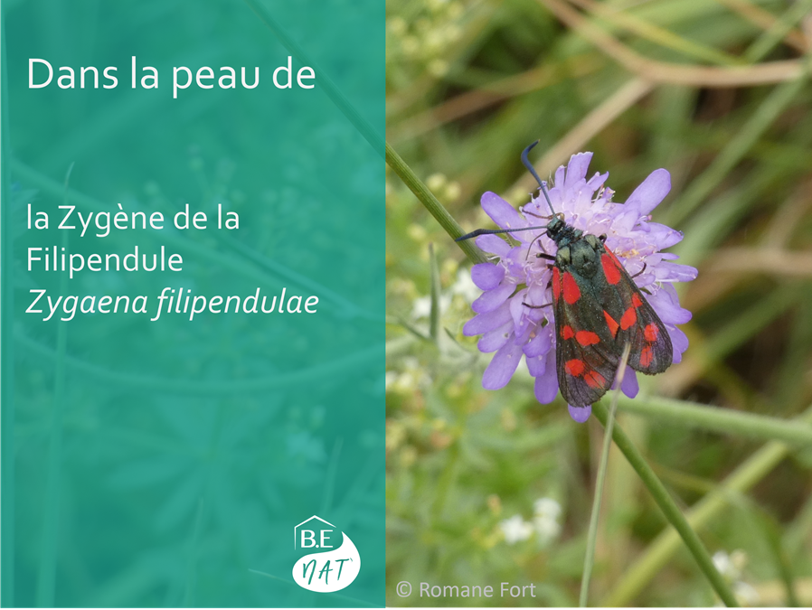 Encart Zygène de la Filipendule