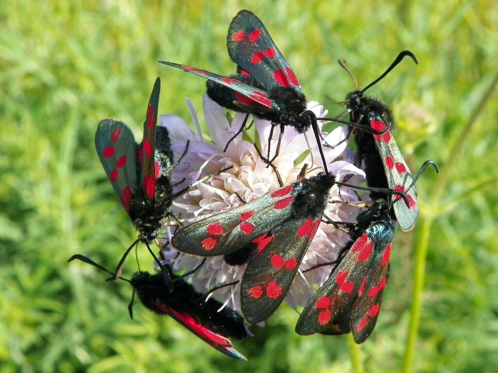 Zygaena filipendulae - Peter O'Connor