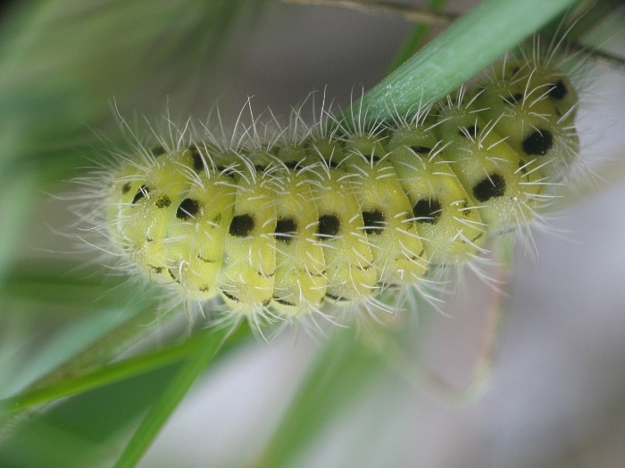 Zygaena filipendulae chenille 