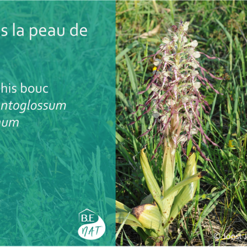 Encart Orchis Bouc
