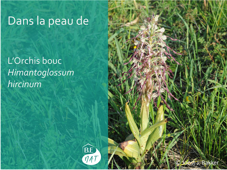 Encart Orchis Bouc