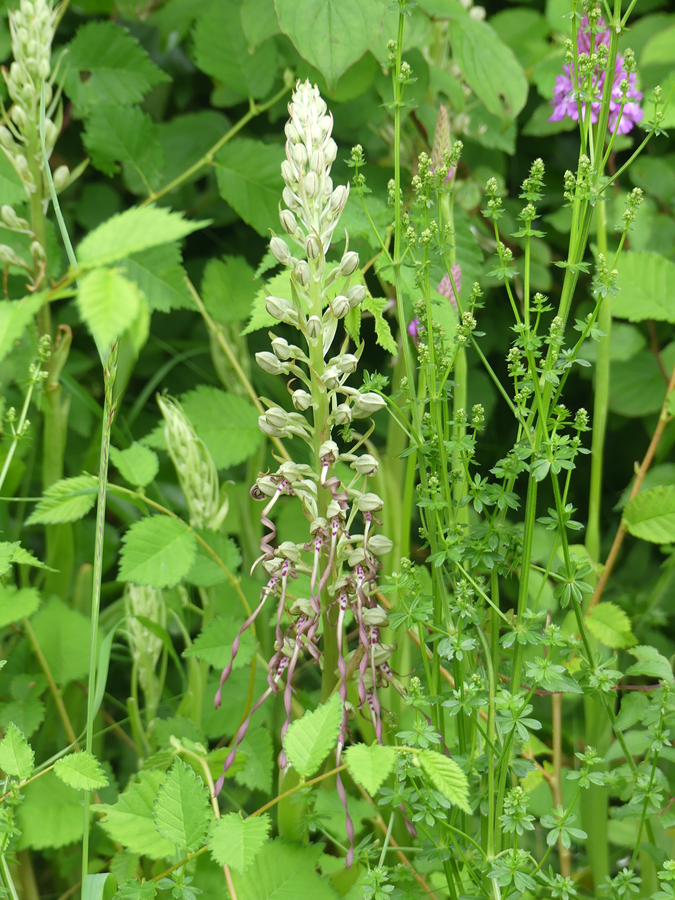 Himantoglossum hircinum - BE Nat'