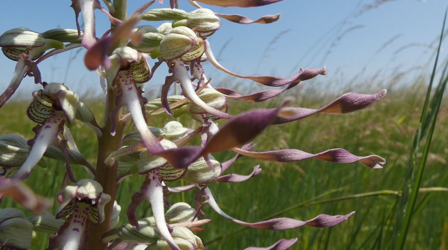 Himantoglossum_hircinum - Romane FORT