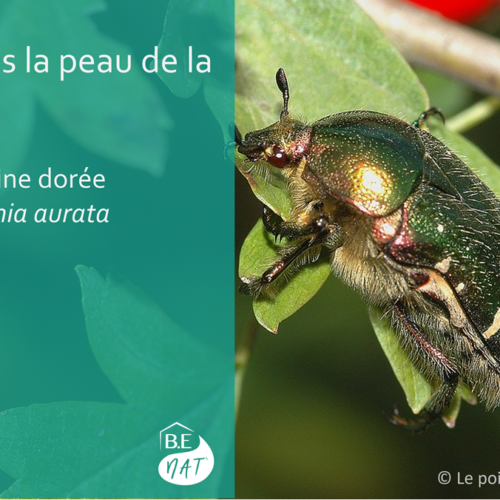 Cétoine dorée _ encart BE Nat'
