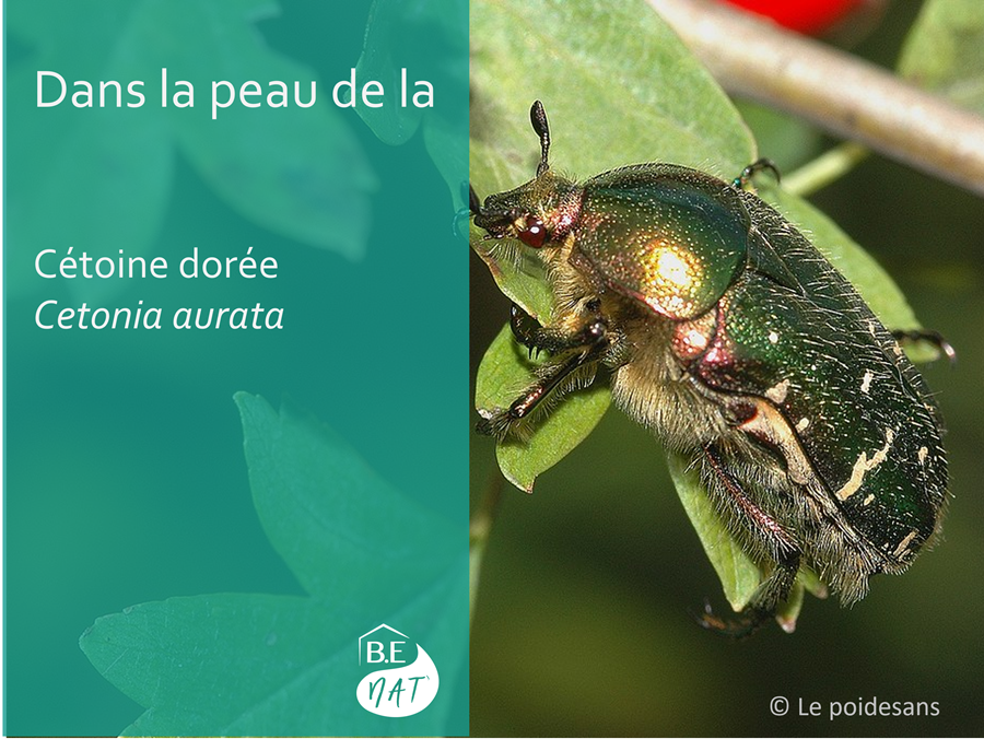 Cétoine dorée _ encart BE Nat'