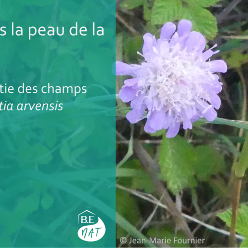 Knautie des champs_BE Nat'