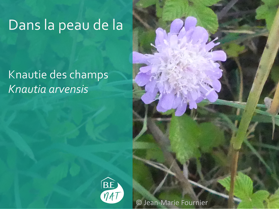 Knautie des champs_BE Nat'
